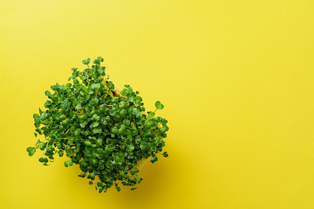 Micro pousses vertes sur fond jaune