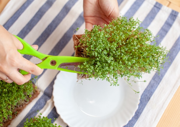 Micro roquette verte ou pousses de moutarde dans un bol sur une serviette sur la table. Micro culture verte du potager. Une femme coupe des micro-pousses avec des ciseaux