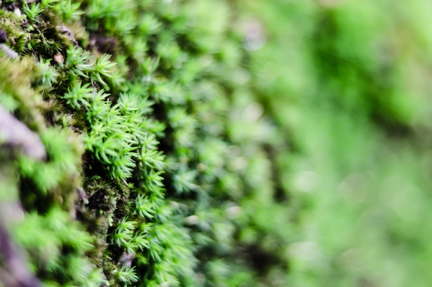 Micro-usines dans la forêt