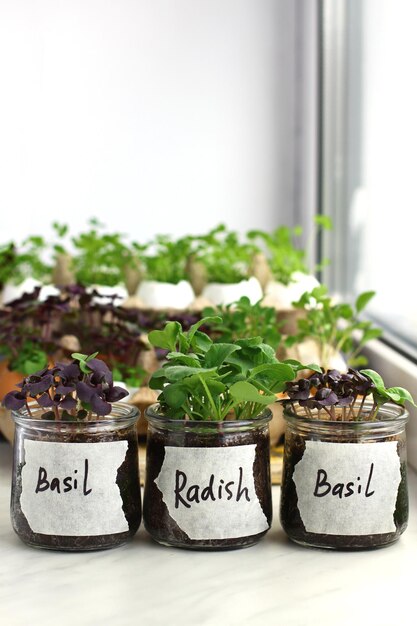 Micro-verdure sur le rebord de la fenêtre Manger sainement de l'herbe de radis frais vert et du basilic