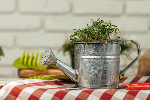 Micro vert en pot sur la table en bois se bouchent