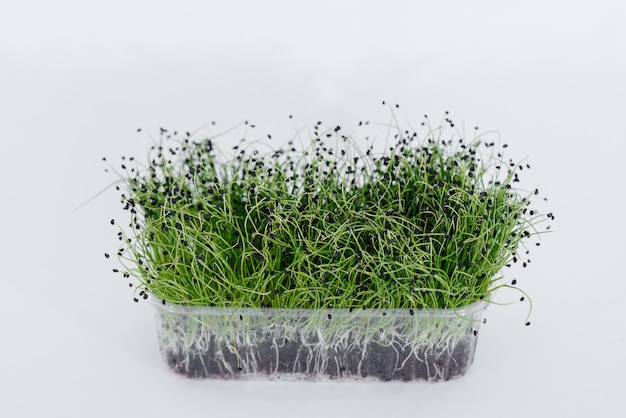 Micro-vert pousses d'oignon gros plan sur une surface blanche dans un pot avec de la terre. Une alimentation et un mode de vie sains.