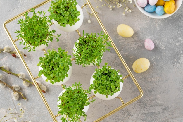 Les micro-verts frais Les micro-verts de la salade de roquette et de cresson poussent dans la coquille d'oeuf blanc Composition de Pâques