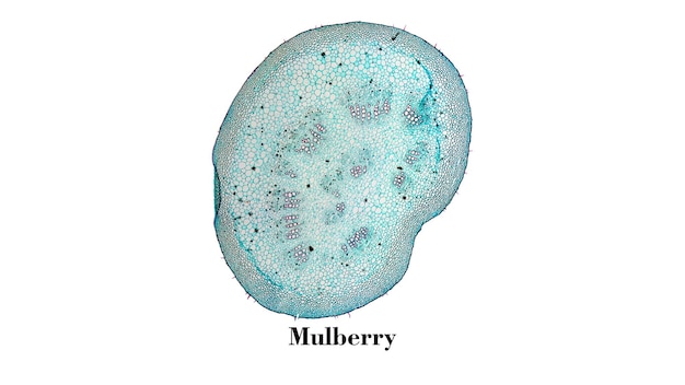 Micrographie des cellules de mûrier