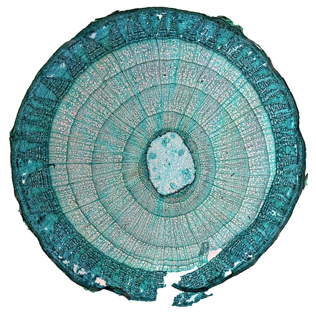 Micrographie de tige de Tilia