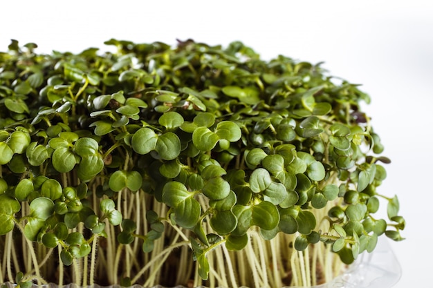 Microgreen alimentaire écologique