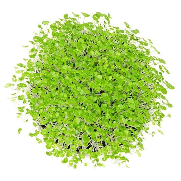 Microgreen basilic d'en haut sur blanc