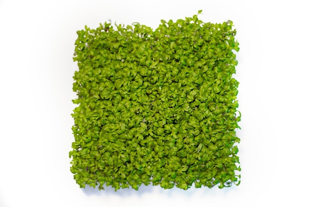 Microgreen choux sur fond blanc vue d'en haut