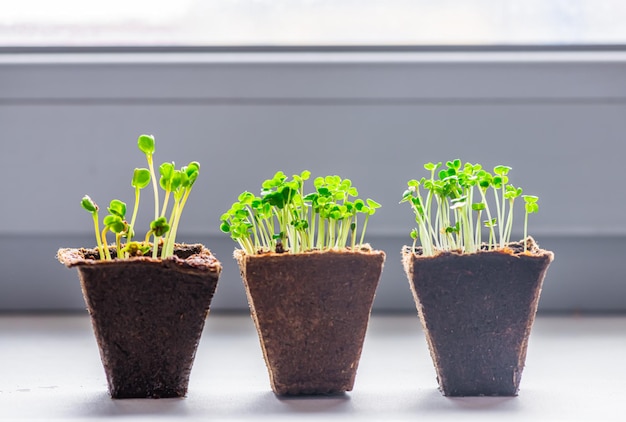 Microgreen dans un récipient en gros plan. Mise au point sélective. Jeune récolte de printemps de roquette, moutarde, radis. Verts utiles pour une bonne nutrition, cultivés à la main. Veganisme et produits bio.