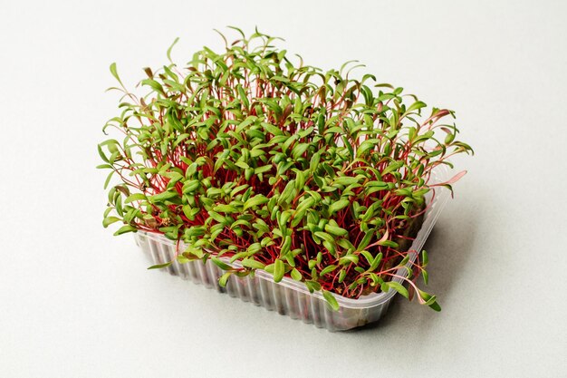 Microgreen sur fond blanc Une alimentation saine, une bonne alimentation, un concept de super aliment