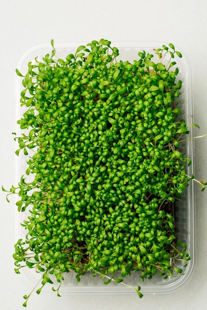 Microgreen sur fond blanc Une alimentation saine, une bonne alimentation, un concept de super aliment