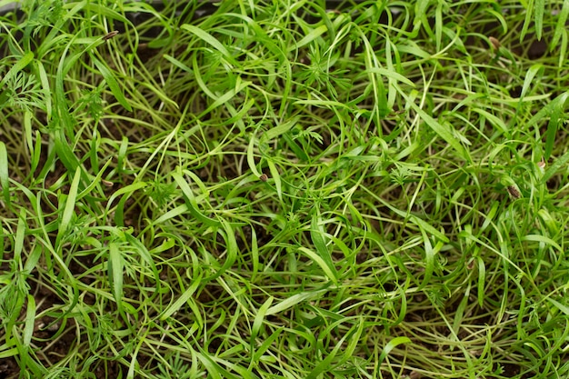 Microgreen. Jeunes pousses de légumes verts. Cosses de graines sur pousses germées.