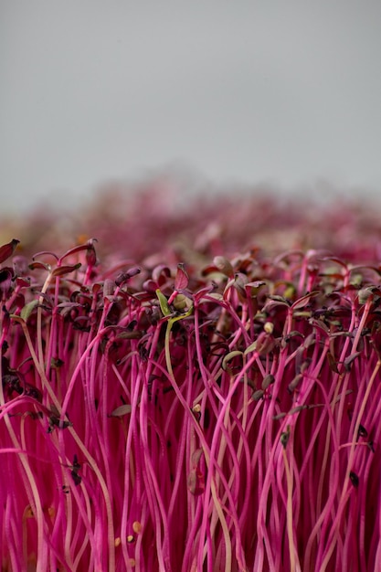 Microgreen rouge gros plan sur un arrière-plan flou