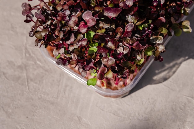 Microgreen sain pour salade Superaliments et aliments biologiques sains