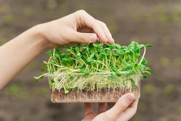 Microgreen avec de la terre dans les mains gros plan