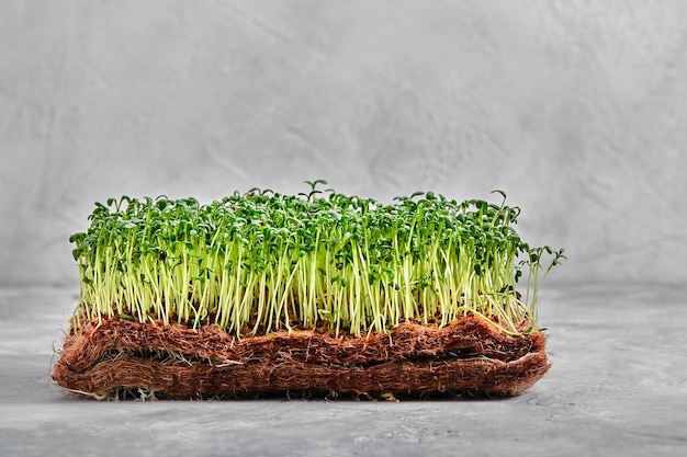 Photo microgreens alfalfa une couche de microgreens sur un fond clair espace de copie de gros plan