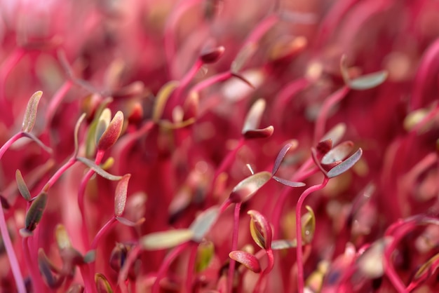 Microgreens d'amarante rouge macro cultivés à l'intérieur dans le sol