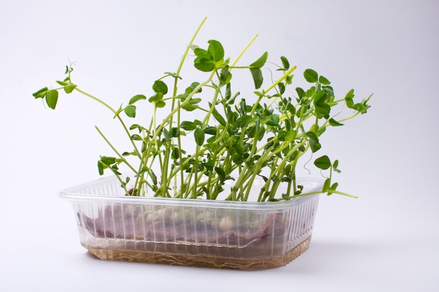 Microgreens croissants sur un bol en plastique isolé sur fond blanc