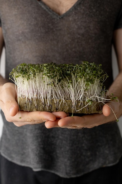 Microgreens frais dans les mains des hommes sur fond clair