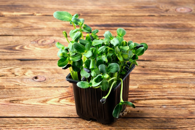 Microgreens frais. Germes de tournesol sur fond en bois.