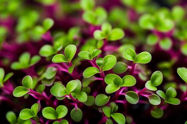 Microgreens frais en gros plan une alimentation saine