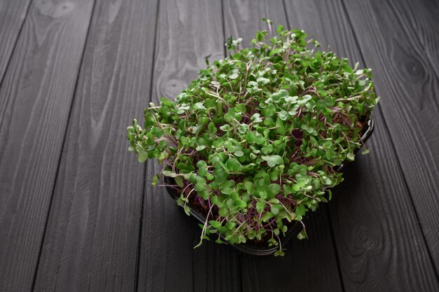 Microgreens frais gros plan sur fond sombre rustique en bois Pousses de plus en plus pour la salade