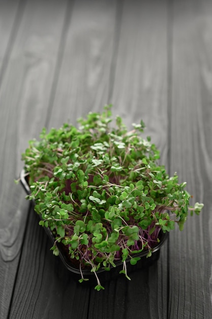 Microgreens frais gros plan sur fond sombre rustique en bois Pousses de plus en plus pour la salade