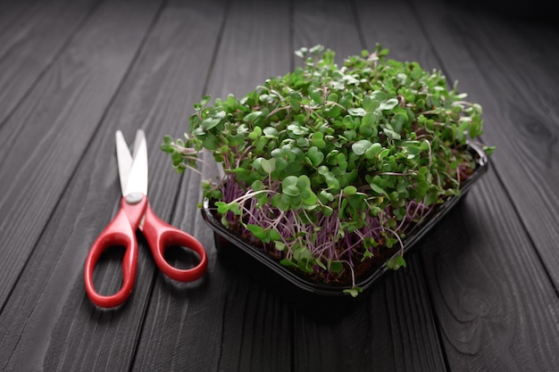 Microgreens frais gros plan sur fond sombre rustique en bois Pousses de plus en plus pour la salade