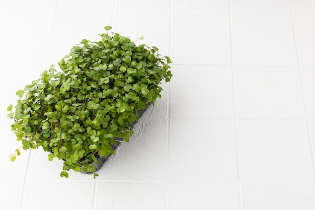 Microgreens frais isolé sur fond blanc