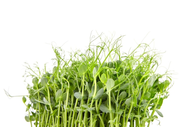 Microgreens frais isolés sur fond blanc jeunes pousses de pois aliments sains