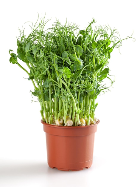 Microgreens frais de pois dans un pot en plastique isolé sur fond blanc