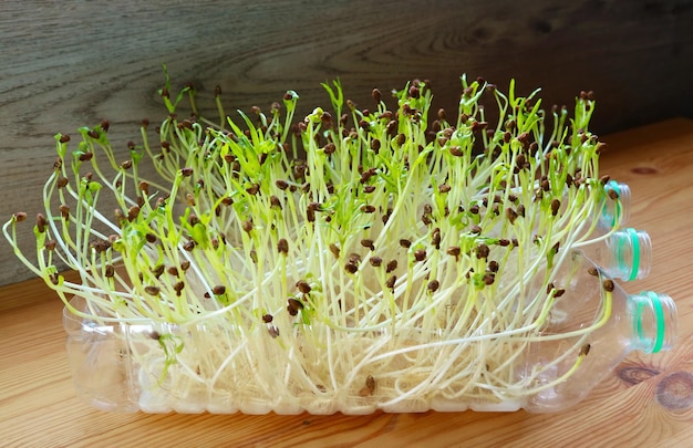 Microgreens hydroponiques d'épinards d'eau cultivés comme plantes d'intérieur poussant dans des bouteilles en PET réutilisées