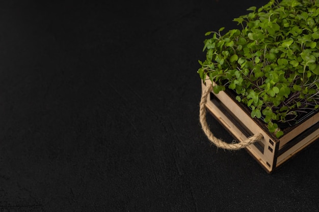 Microgreens juteux dans une boîte sur fond noir