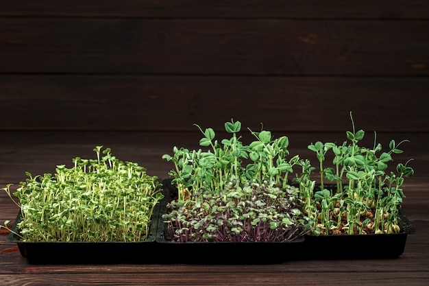 Microgreens mixtes en boîte sur table en bois