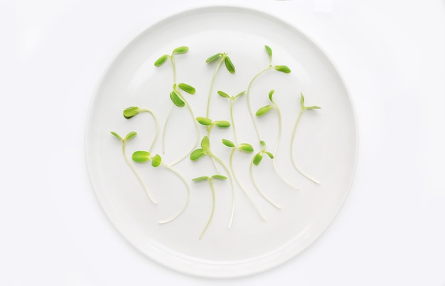 Microgreens plantules sur plaque blanche sur fond blanc.