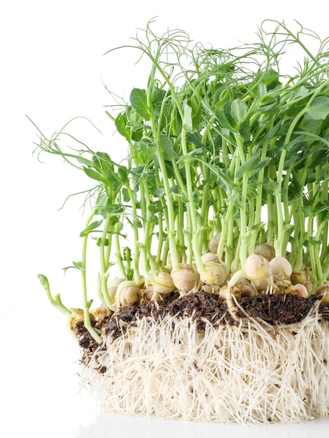 Microgreens de pois germés Aliments sains isolés