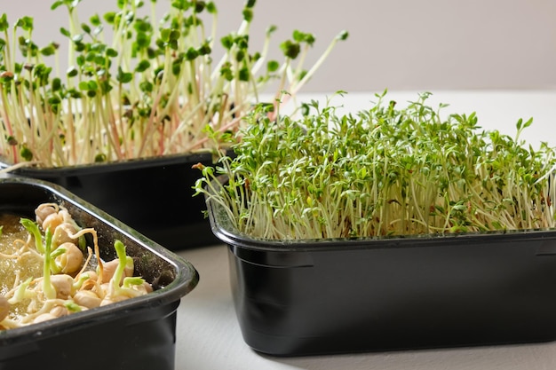 Microgreens de pois radis et de cresson dans des contenants noirs de cresson germé libre d'aliments sains sur le rebord de la fenêtre