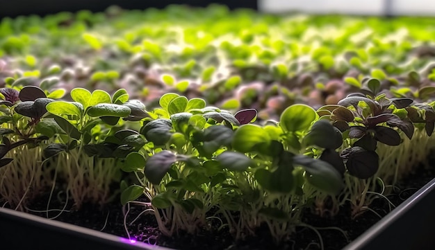 Les microgreens poussent