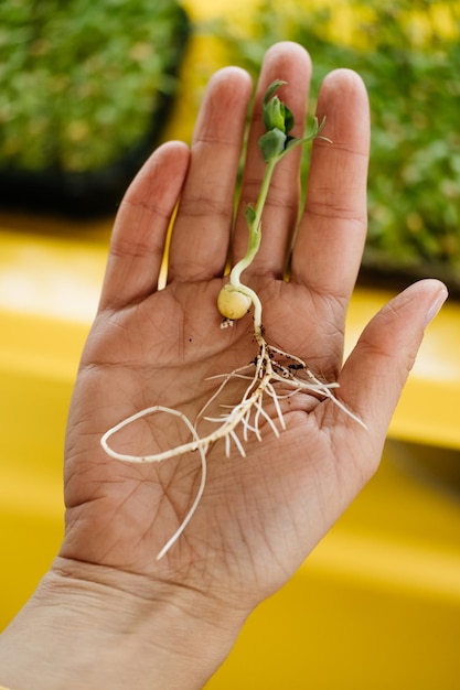 Photo microgreens qui poussent en arrière-plan avec des pousses crues dans les mains féminines des herbes crues fraîches du jardin ou de la maison