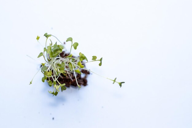 microgreens avec racine sur fond bleu clair et ruban à mesurer jaune alimentation et foodsuper sain