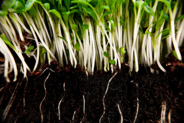 Microgreens avec racines close up Pois germés Culture écologique de légumes verts