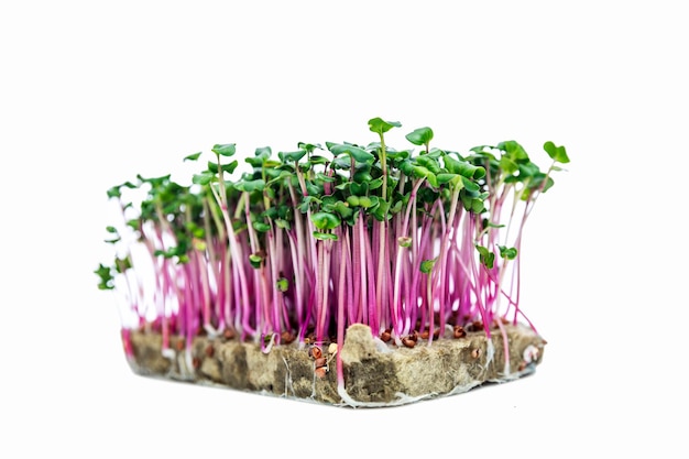 Microgreens de radis avec tiges lilas sur agrowool Vitamines et produits naturels pour la santé Isolés sur fond blanc