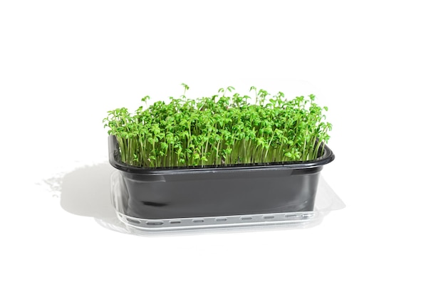 Microgreens de roquette poussent dans une boîte en plastique isolée sur fond blanc Germination des graines