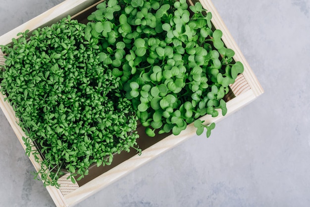 Microgreens Superfood microgreen pousses dans une boîte en bois libre