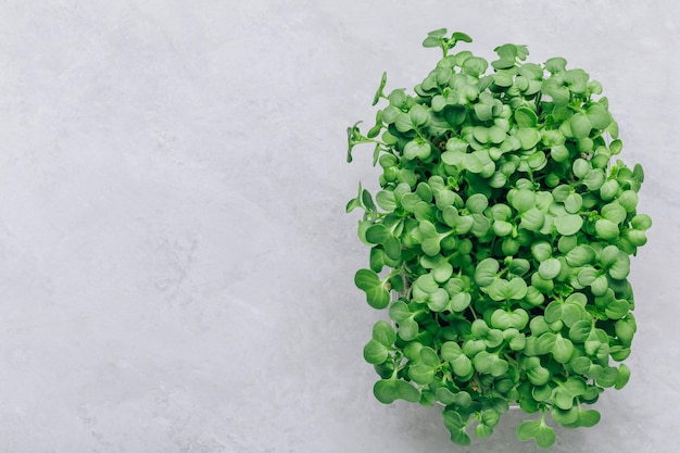 Microgreens Superfood microgreen pousses dans un récipient en plastique libre