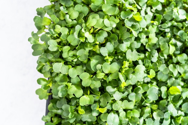 Microgreens