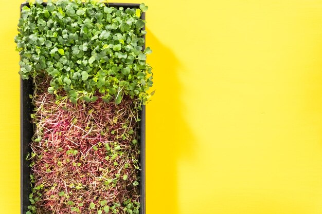 Microgreens