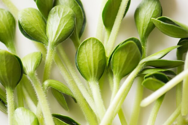 Micropousses de citrouille. La germination des microgreens.