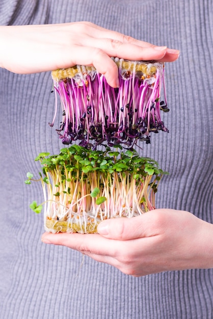 Micropousses de radis violet et vert dans les mains des femmes
