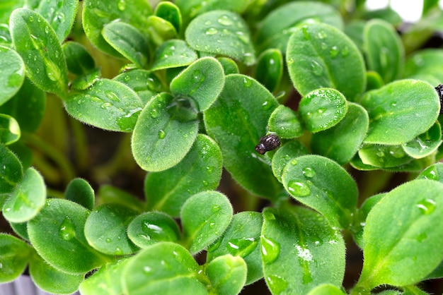 Les micropousses de tournesol se bouchent. Concept d'alimentation saine, concept végétalien. Jardinage à la maison. Fond naturel. Mise au point sélective avec une faible profondeur de champ.